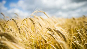 composantes du rendement de l'orge
